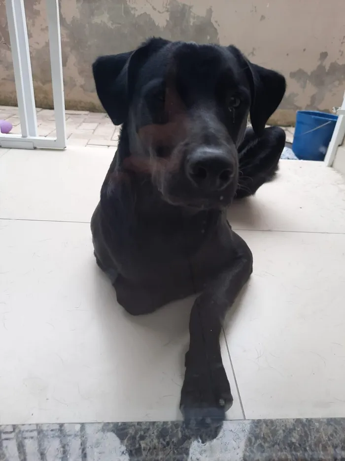 Cachorro raça SRD-ViraLata idade 4 anos nome Firulay