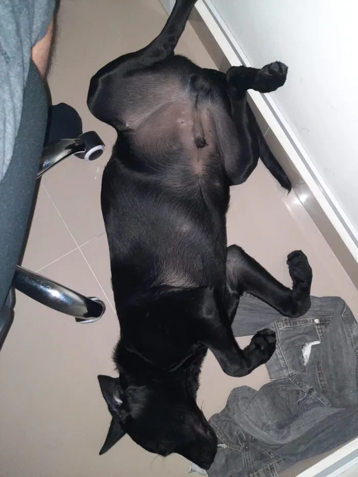 Cachorro raça SRD-ViraLata idade 4 anos nome Firulay
