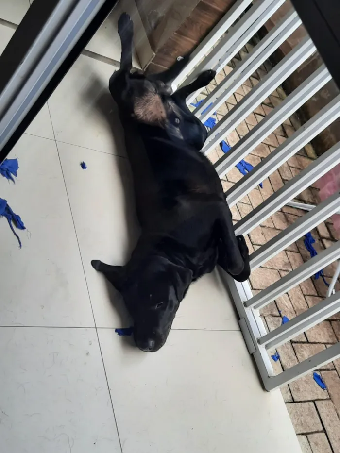 Cachorro raça SRD-ViraLata idade 4 anos nome Firulay