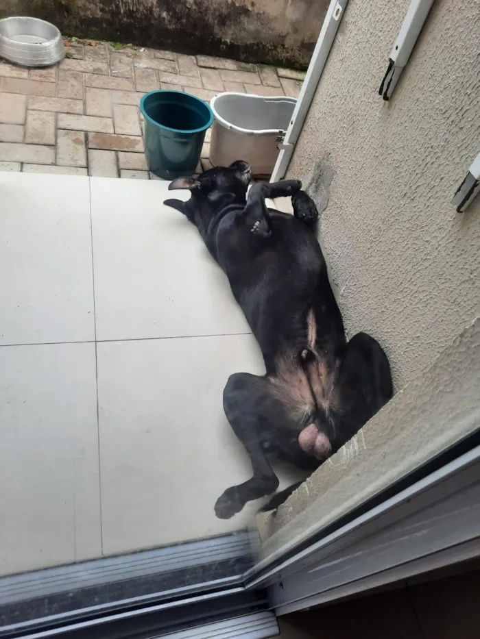 Cachorro raça SRD-ViraLata idade 4 anos nome Firulay