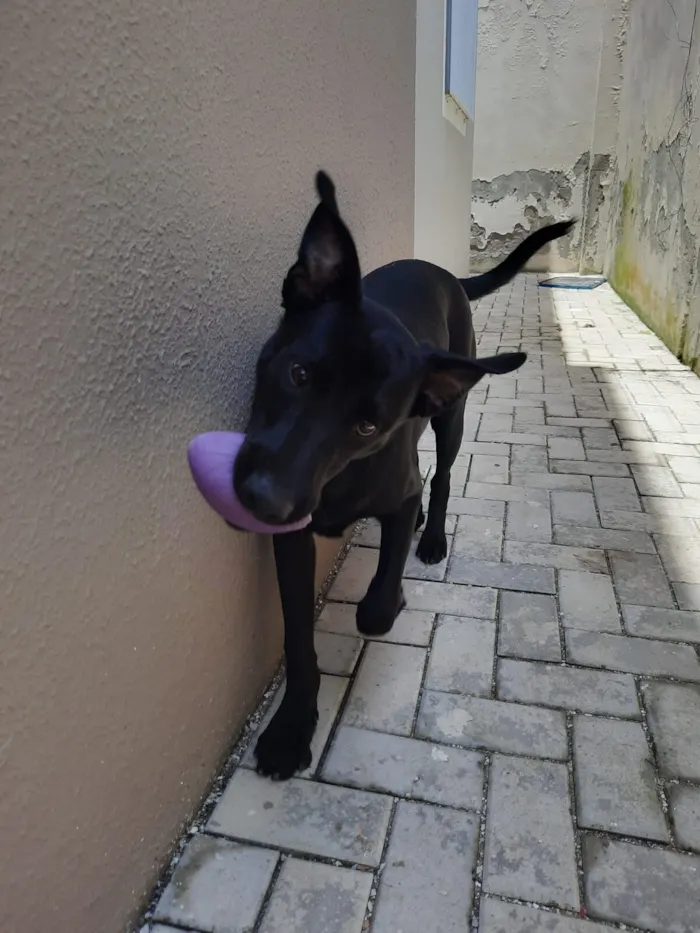 Cachorro raça SRD-ViraLata idade 4 anos nome Firulay