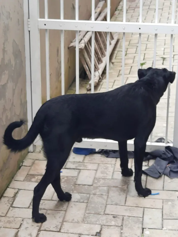 Cachorro raça SRD-ViraLata idade 4 anos nome Firulay
