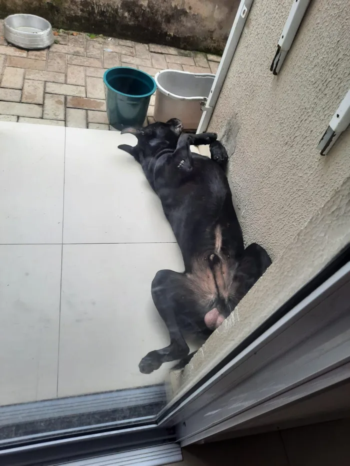 Cachorro raça SRD-ViraLata idade 4 anos nome Firulay