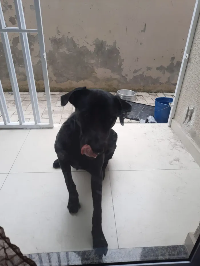 Cachorro raça SRD-ViraLata idade 4 anos nome Firulay