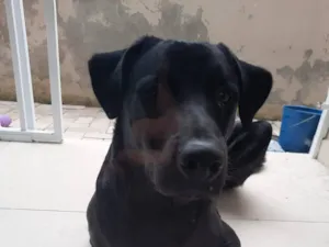 Cachorro raça SRD-ViraLata idade 4 anos nome Firulay