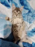 Gatinho