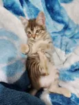Gatinho 