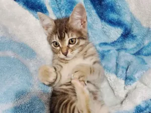 Gato raça SRD-ViraLata idade 2 a 6 meses nome Gatinho 