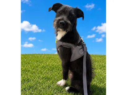 Cachorro raça SRD-ViraLata idade 7 a 11 meses nome Chico