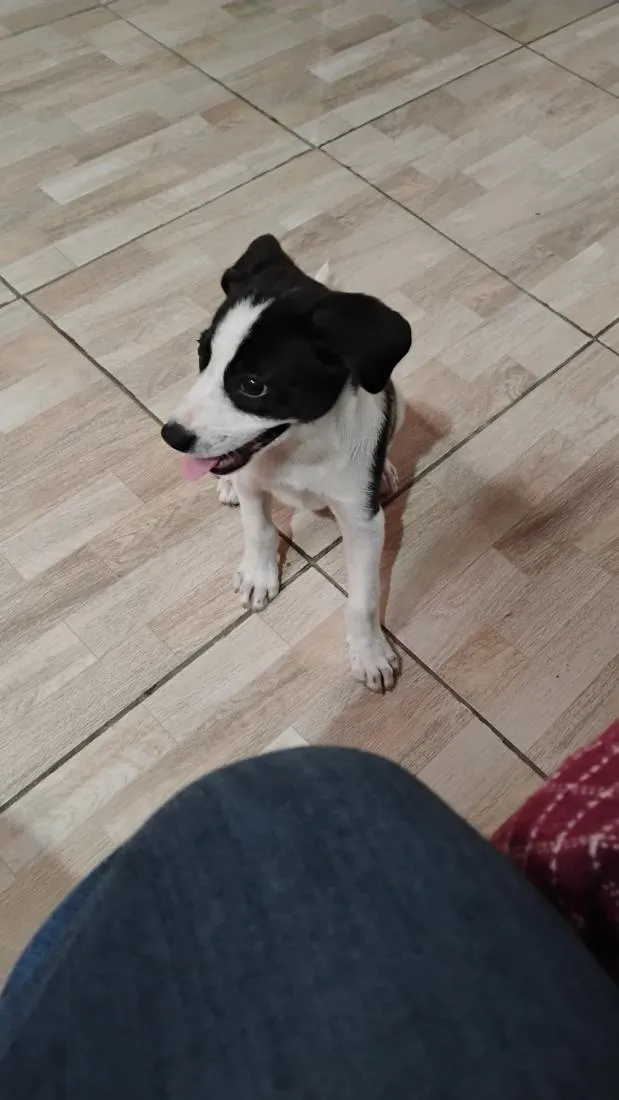 Cachorro raça SRD-ViraLata idade 2 a 6 meses nome Abbath