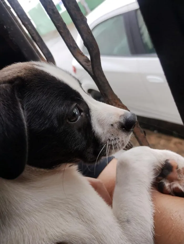 Cachorro raça SRD-ViraLata idade 2 a 6 meses nome Abbath