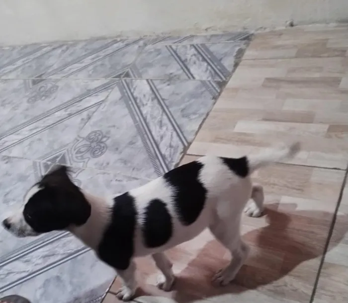 Cachorro raça SRD-ViraLata idade 2 a 6 meses nome Abbath