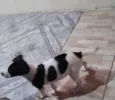 Abbath