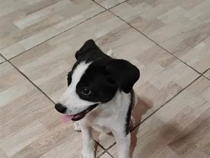 Cachorro raça SRD-ViraLata idade 2 a 6 meses nome Abbath
