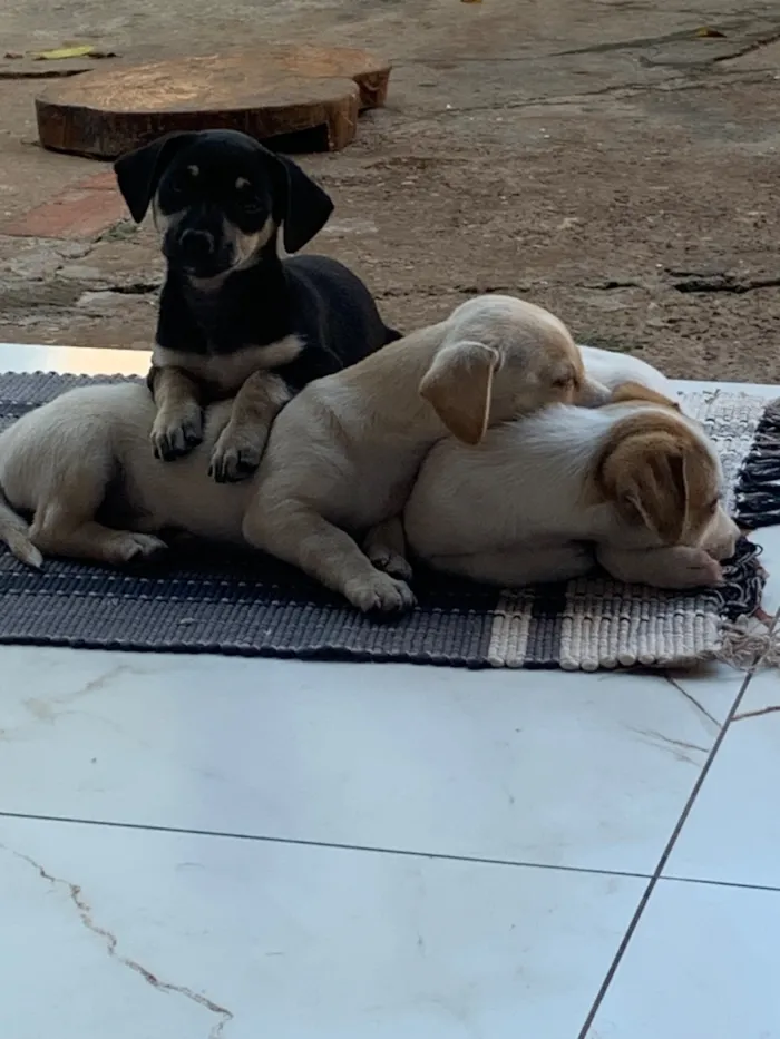 Cachorro raça SRD-ViraLata idade 2 a 6 meses nome Cowboy