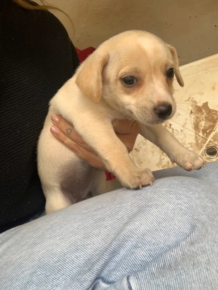 Cachorro raça SRD-ViraLata idade 2 a 6 meses nome Cowboy
