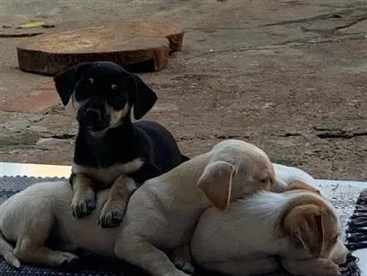 Cachorro raça SRD-ViraLata idade 2 a 6 meses nome Cowboy