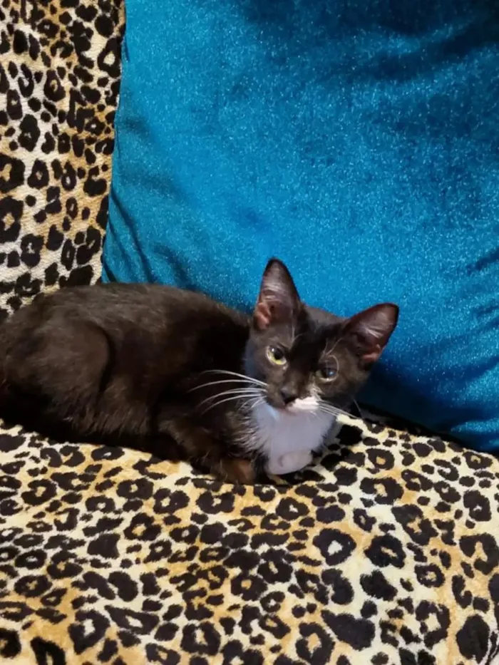 Gato raça SRD-ViraLata idade 2 a 6 meses nome filó