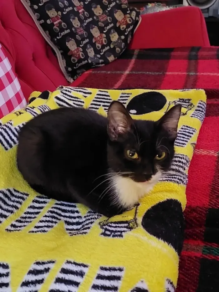 Gato raça SRD-ViraLata idade 2 a 6 meses nome filó