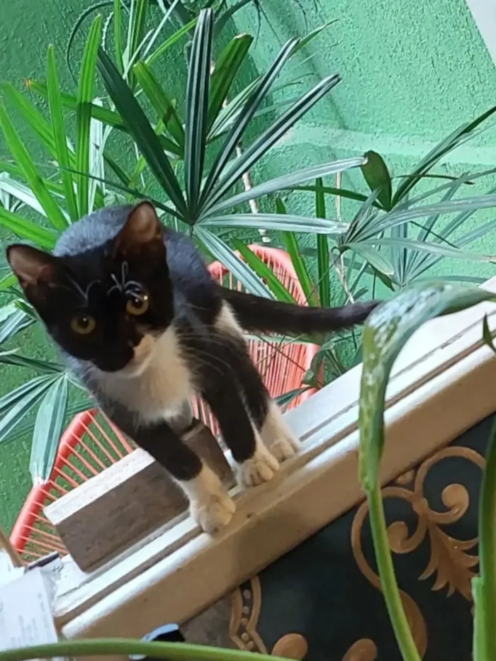 Gato raça SRD-ViraLata idade 2 a 6 meses nome filó