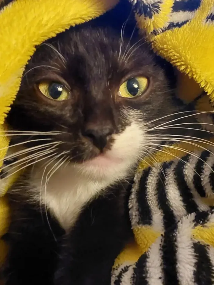 Gato raça SRD-ViraLata idade 2 a 6 meses nome filó