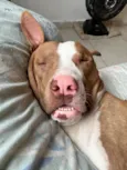Apollo