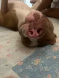 Apollo
