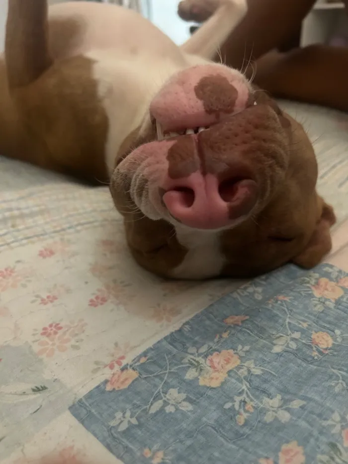 Cachorro raça Pit-Bull idade 1 ano nome Apollo