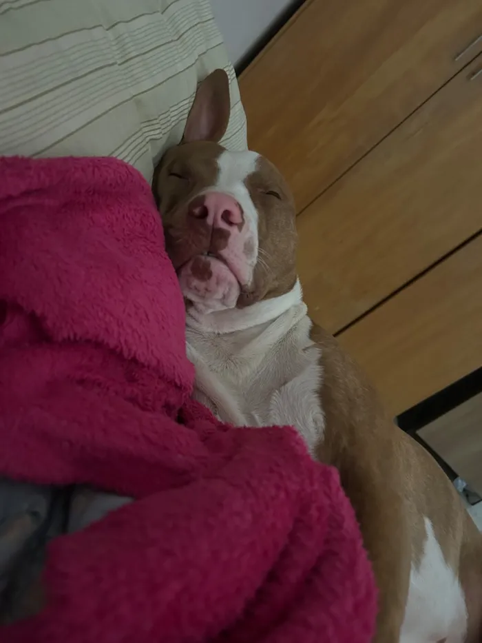 Cachorro raça Pit-Bull idade 1 ano nome Apollo
