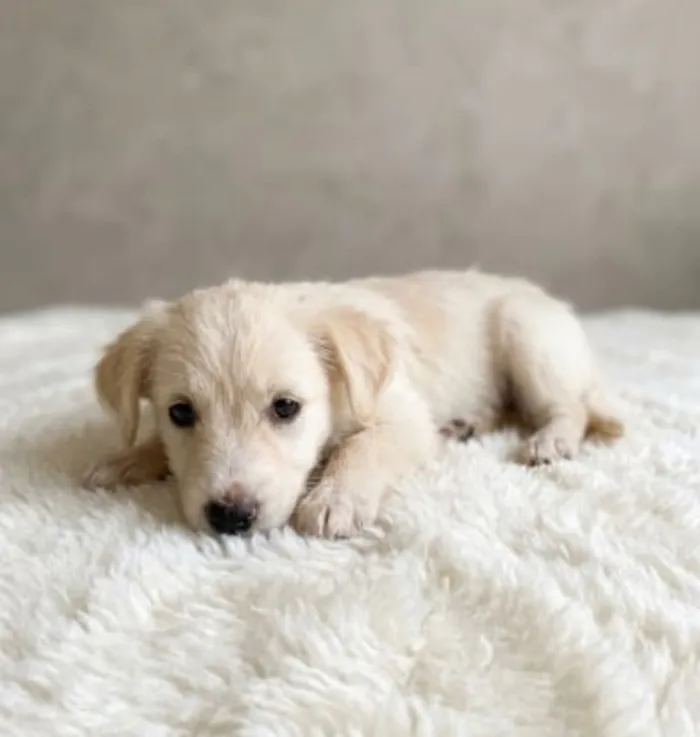 Cachorro raça SRD-ViraLata idade 2 a 6 meses nome Francesinha 