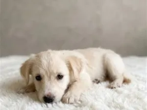 Cachorro raça SRD-ViraLata idade Abaixo de 2 meses nome Francesinha 