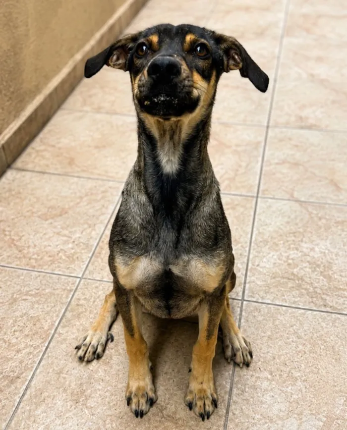 Cachorro raça SRD-ViraLata idade 2 a 6 meses nome Outono 