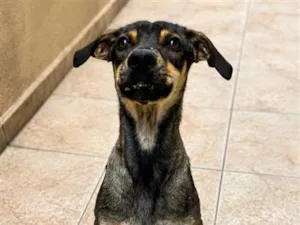Cachorro raça SRD-ViraLata idade 2 a 6 meses nome Outono 