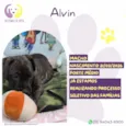 Alvin