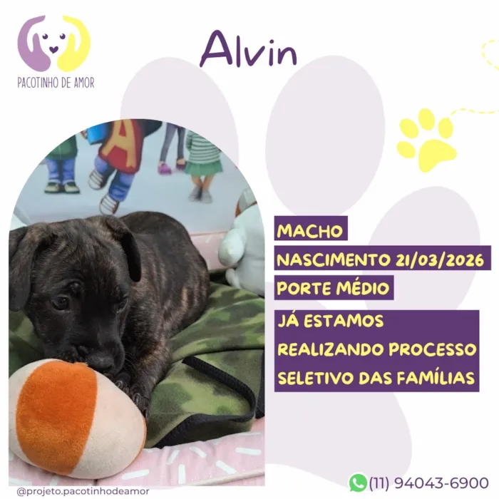 Cachorro raça SRD-ViraLata idade 2 a 6 meses nome Alvin
