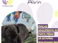 Alvin
