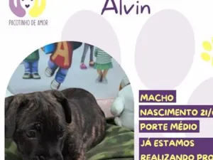 Cachorro raça SRD-ViraLata idade 2 a 6 meses nome Alvin
