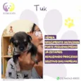 Tuk