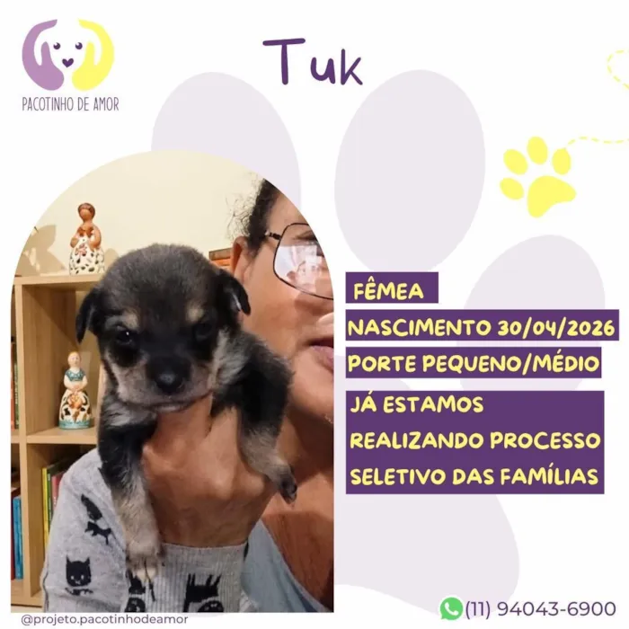 Cachorro raça SRD-ViraLata idade Abaixo de 2 meses nome Tuk
