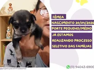Cachorro raça SRD-ViraLata idade Abaixo de 2 meses nome Tuk