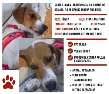 Cachorro raça SRD-ViraLata idade 1 ano nome Sem Nome