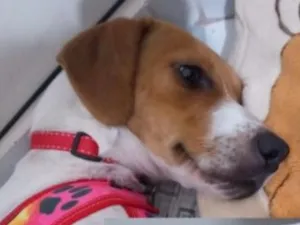 Cachorro raça SRD-ViraLata idade 1 ano nome Sem Nome
