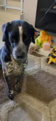 rex