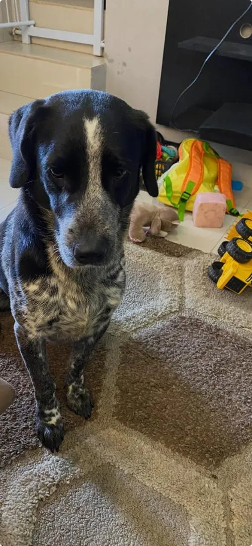 Cachorro raça SRD-ViraLata idade 2 a 6 meses nome rex