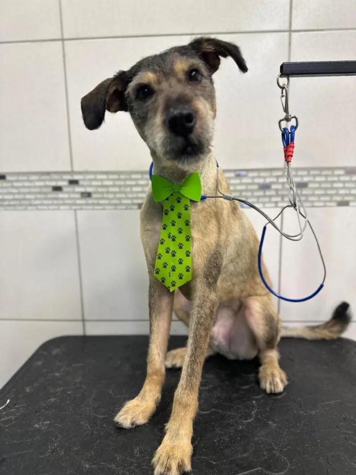 Cachorro raça SRD-ViraLata idade 1 ano nome Thor