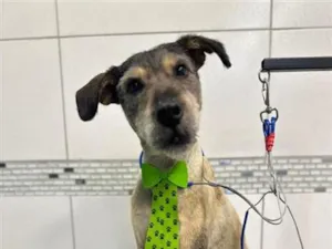 Cachorro raça SRD-ViraLata idade 1 ano nome Thor
