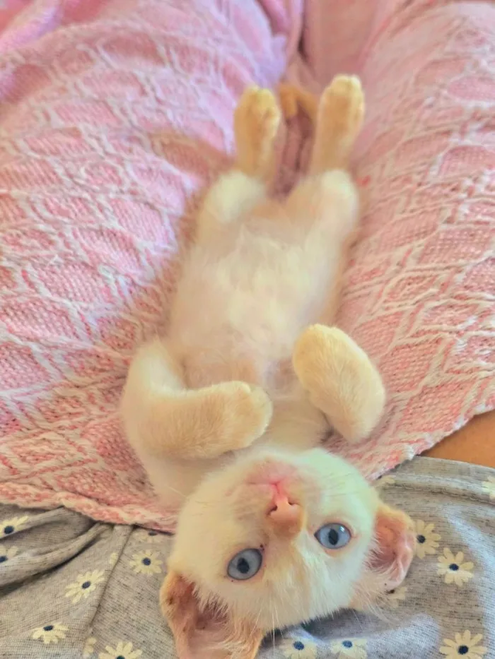 Gato raça SRD-ViraLata idade Abaixo de 2 meses nome .