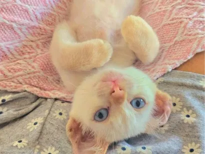 Gato raça SRD-ViraLata idade Abaixo de 2 meses nome .