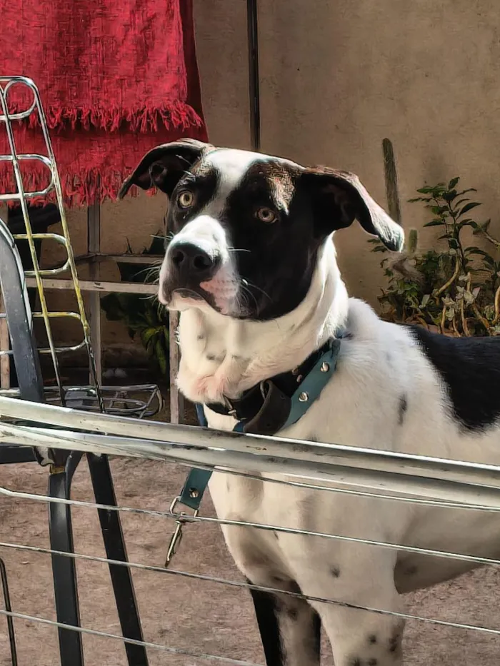 Cachorro raça SRD-ViraLata idade 1 ano nome Oscar