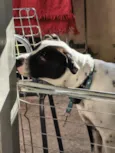 Oscar
